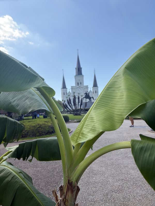 A cathedral with three spires framed by broad banana leaves